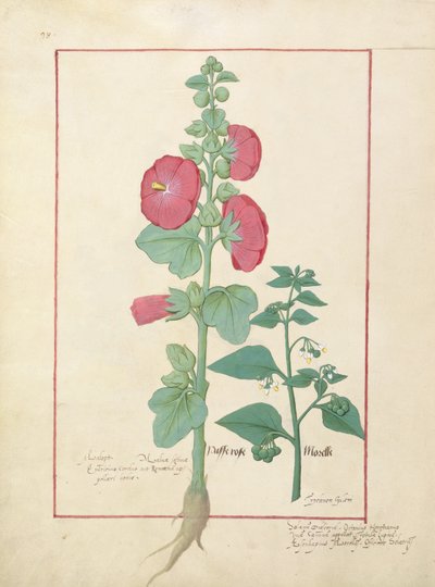 Illustration from the Book of Simple Medicines by Mattheaus Platearius by Robinet Testard